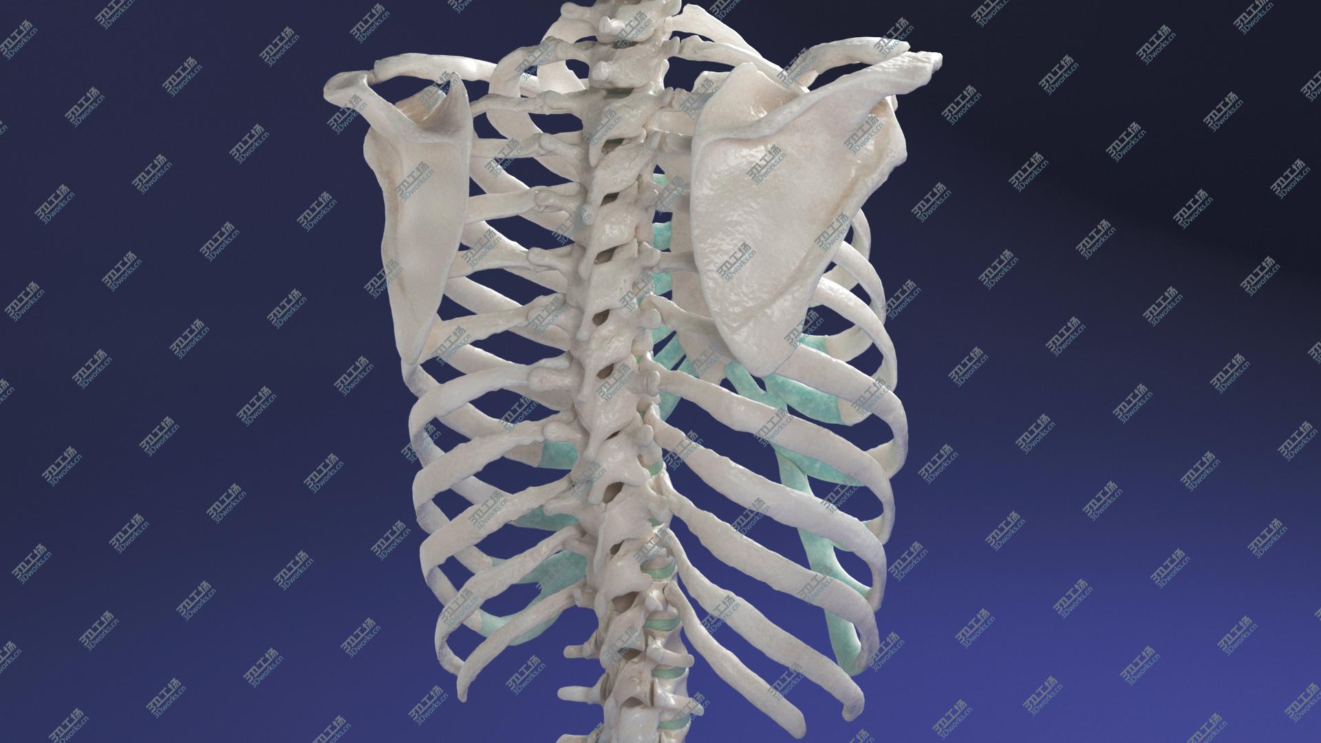 images/goods_img/20210319/Female Torso Skeleton model/5.jpg